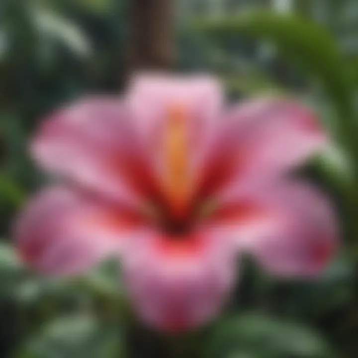 Illustration of a tropical flower symbolizing the progressive Hawaii phone number